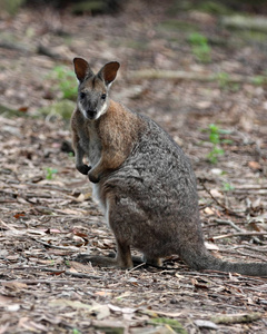 小袋鼠袋鼠袋鼠, 羚 eugeni, 澳大利亚