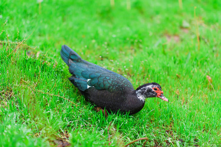 有绿色羽毛的黑鸭.带着红脸的鸭子.草地上的家禽照片