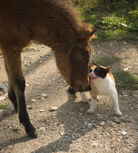 Skirian 马和一只猫