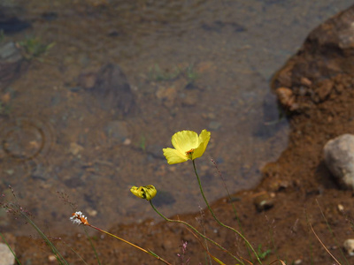 俄罗斯阿尔泰山脉附近溪流生长的可爱黄色野花