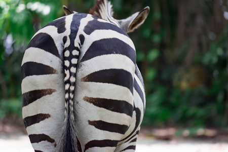 在新加坡某个地方的一个公园里, 一张关于一个普通波切尔的斑马的斑马的屁股的截图。五颜六色的野生动物照片