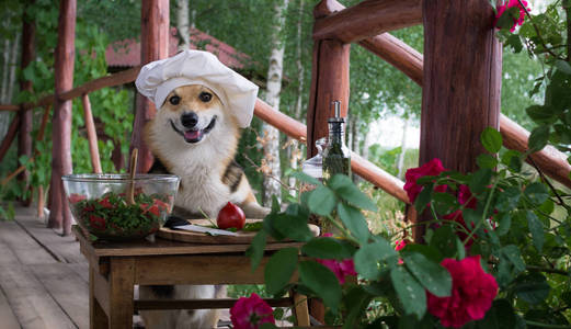 狗威尔士科尔吉彭布鲁克是意大利食物的崇拜者, 他准备了一份西红柿芝麻核桃和橄榄油沙拉