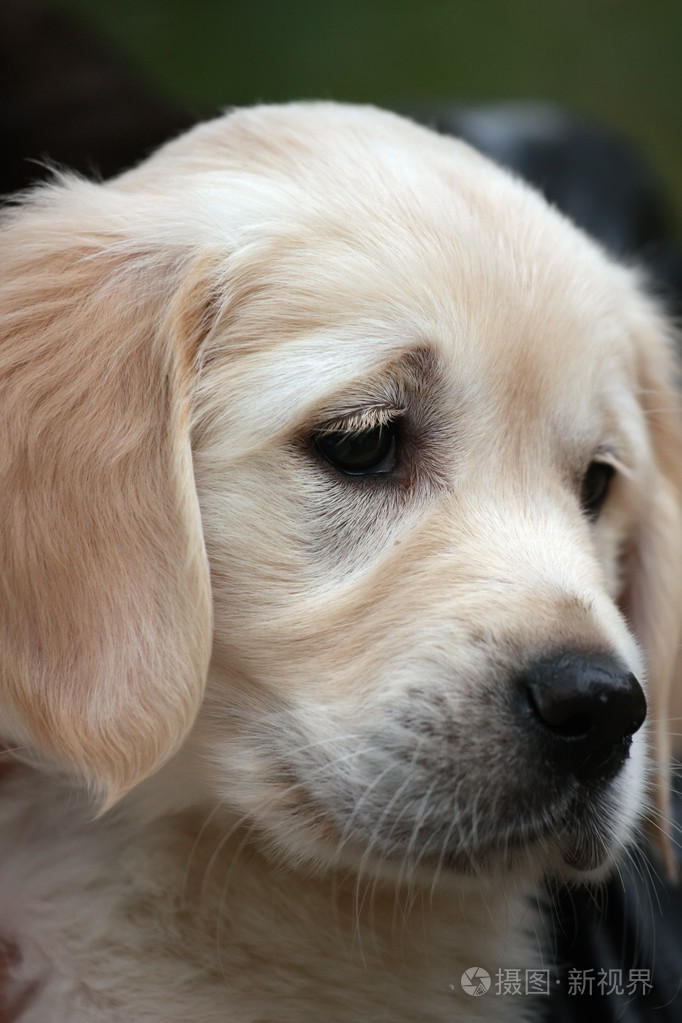 特写肖像的悲伤的小狗拉布拉多