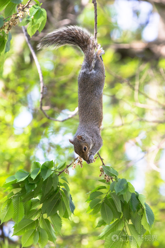 松鼠倒挂在树枝上