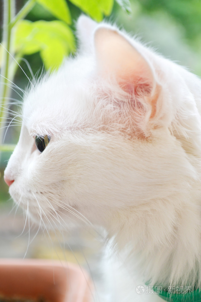 白色土耳其安哥拉猫特写