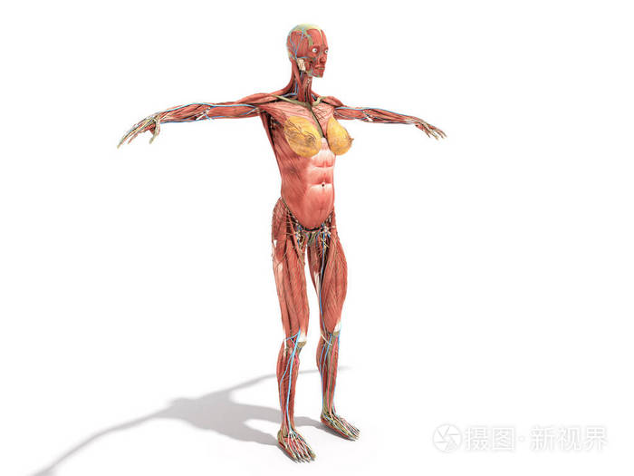 女性身体解剖学为书3d 渲染在白色