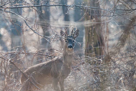 男性狍欧洲的鱼子鹿站在春天森林的树枝上.