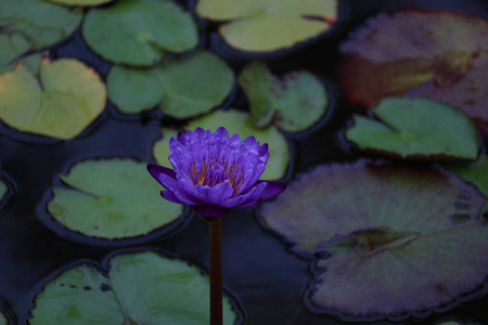 单, 开, 紫色睡莲开花在直茎上的水, 绿色的紫色和黄色的百合垫的背景
