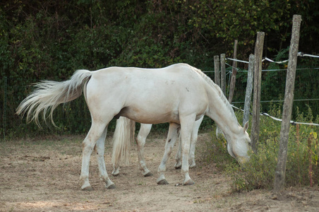 骑在马厩里放牧的白马画像