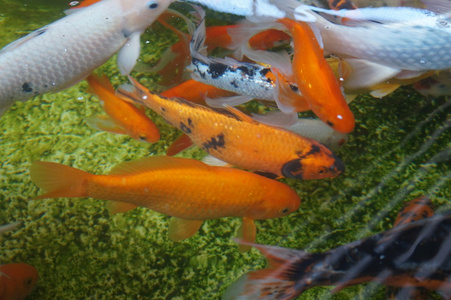 饿了鲤鱼鱼图片