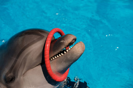 宽吻海豚在蓝色的水中玩五颜六色的戒指。海豚辅助治疗