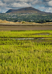 野生海蓬子或 Glasswort 海蓬子橄榄, 威尔士, 英国