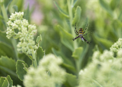蜘蛛黄蜂及其在花园花卉之间的网络