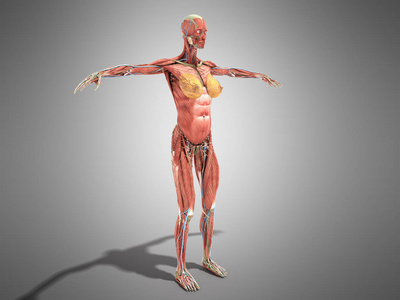 妇科书女性身体解剖学为书3d 渲染灰色照片