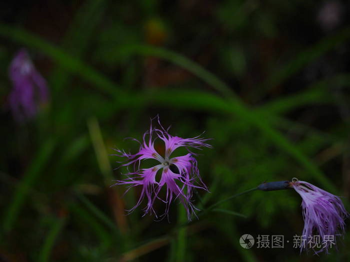 俄罗斯阿尔泰山脉中生长的可爱紫色野花