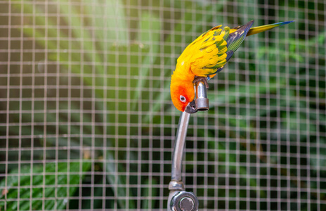 太阳 conure 鹦鹉试图从水龙头喝水