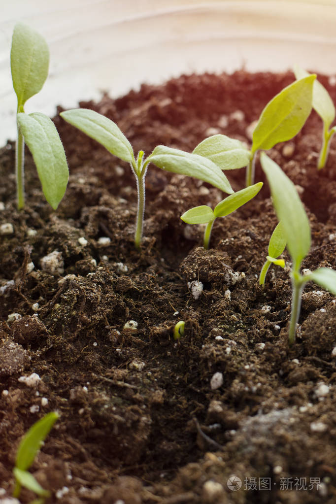 从种子中生长出来的绿芽.春天的象征, 新生活的概念.辣椒芽
