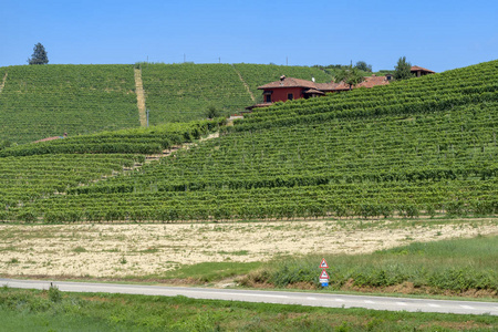 Langhe 葡萄园附近的巴罗洛巴巴瑞斯阿尔巴朗格, Cuneo, 山麓, 意大利, 在夏季