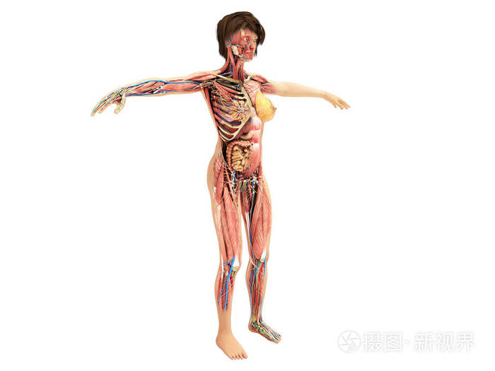 女性层体解剖学为书3dilustration在白色没有阴影