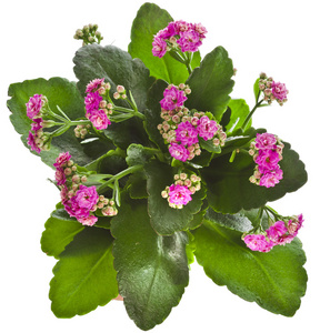 长寿花热带肉质植物观赏室内盆栽植物-孤立在白色的背景照片