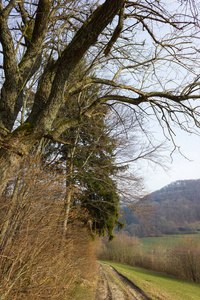 树木自然和分枝在冬季月1月在德国南部的一个阳光日