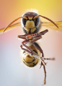巨大的欧洲大黄蜂。危险的捕食性昆虫。特写