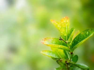 花园中自然背景模糊的特写绿叶