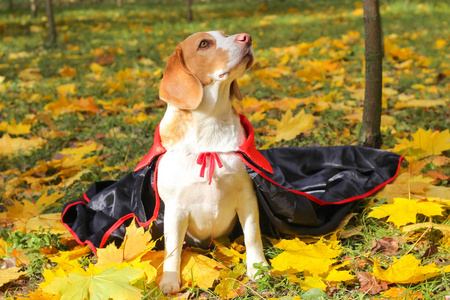 小猎犬在秋季公园的南瓜服装, 万圣节