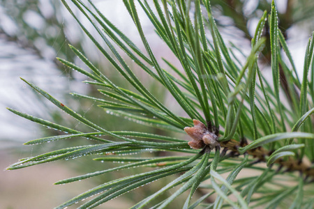 开花的针叶树图片-开花的针叶树素材-开花的针叶树插画-摄图新视界