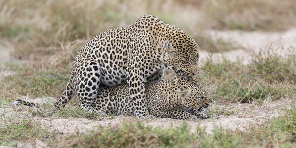雄性豹在自然时咬雌性