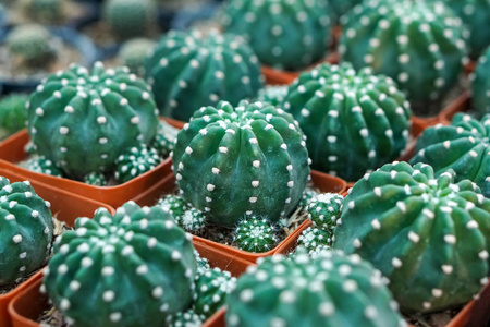 仙人掌植物在花盆, 农场, 花园