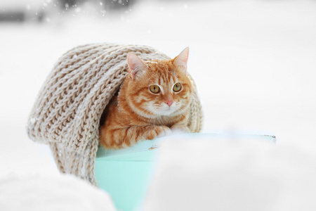 可爱姜猫咪彩色木凳子上的裹上温暖的围巾上雪背景