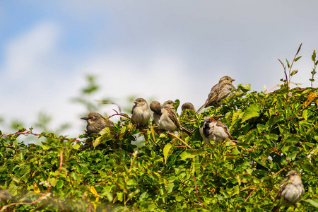 鸟, 麻雀和八哥在花园里觅食, 特写镜头