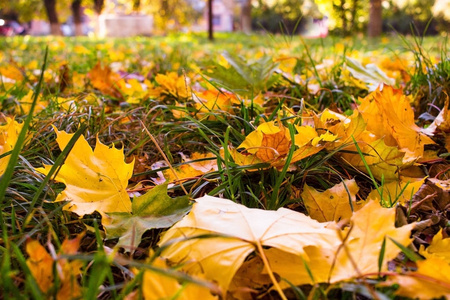 在阳光明媚的早晨光，草地上秋天落叶色调照片