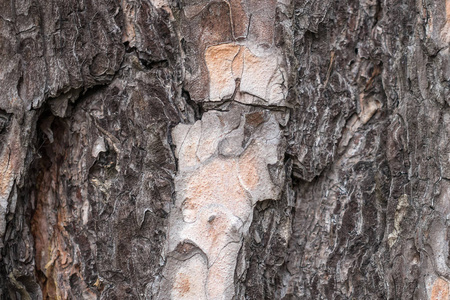 天然松树树树皮抽象背景