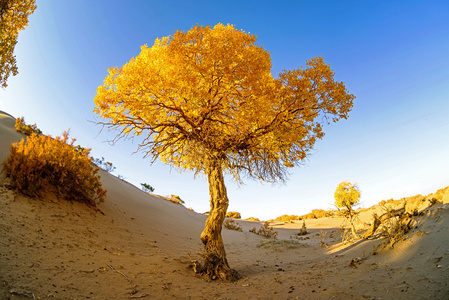 中国内蒙古胡杨照片