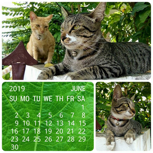 2019年6月日历和宠物, 泰国
