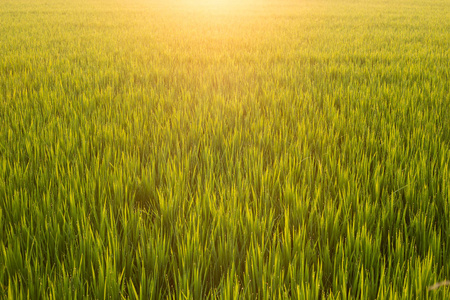 清晨的日出景观绿稻田