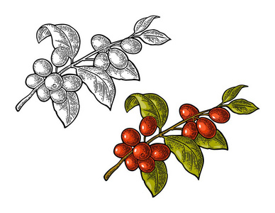 咖啡分枝, 有叶子和浆果。手绘素描风格。复古颜色和黑色矢量雕刻插图标签, 网。隔离在白色背景上