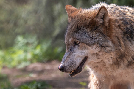 犬红斑狼疮图片