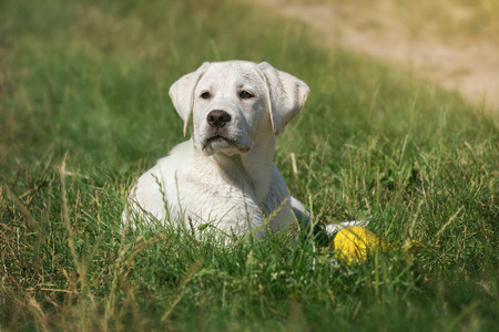 年轻可爱的白色拉布拉多猎犬犬狗与漂亮的脸户外