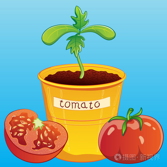 番茄幼苗杯中插画-正版商用图片09c3s9-摄图新视界