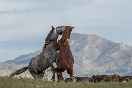 夏季犹他州沙漠中的一匹野马种马