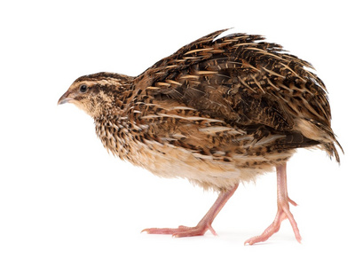 雏鸟青年青年鹌鹑照片