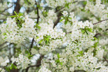 樱桃花