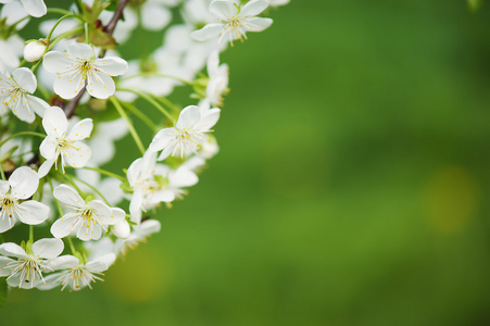 樱桃花