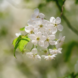 樱桃花