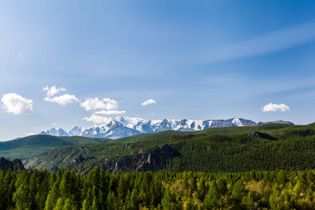 风景秀丽的新鲜的绿色森林和阿尔泰山背景。阿尔泰山美丽的绿色森林全景