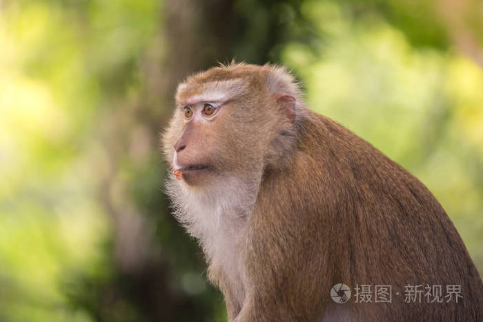 棕色猴嘴上的坚果皮看着黄绿色背景的东西