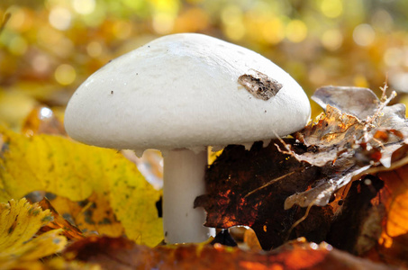 蘑菇生长在树林中的落叶